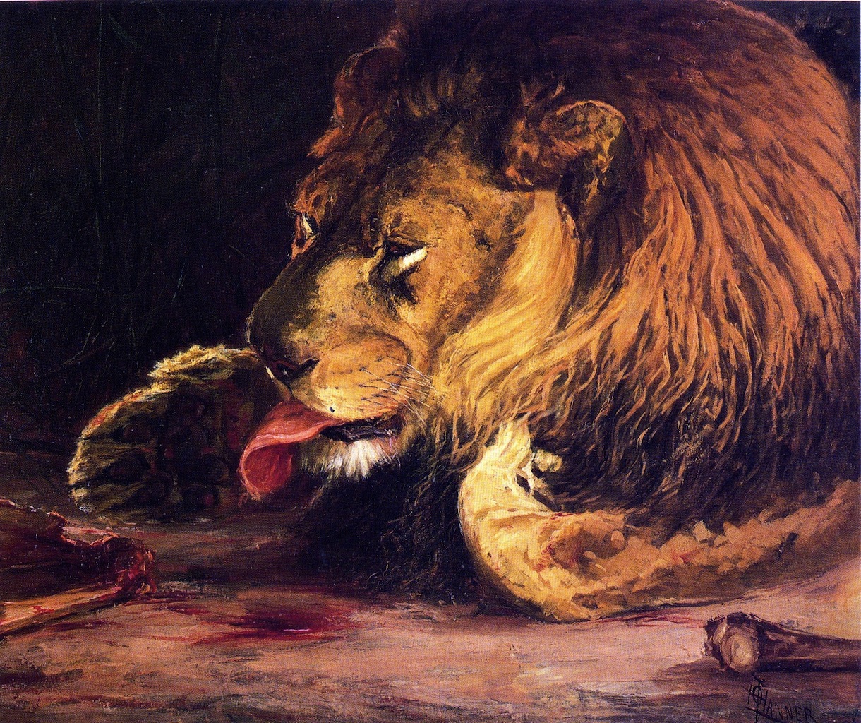 lion-licking-its-paw-1886